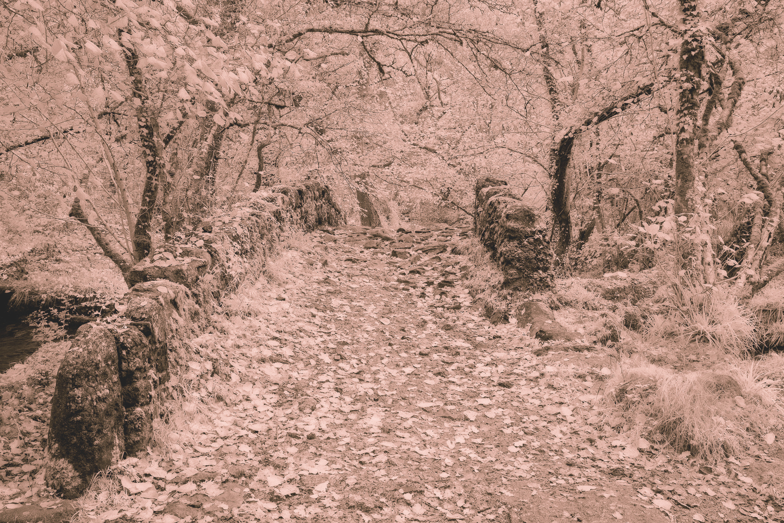 THE BRIDGE TO YESTERYEAR by Martin Till